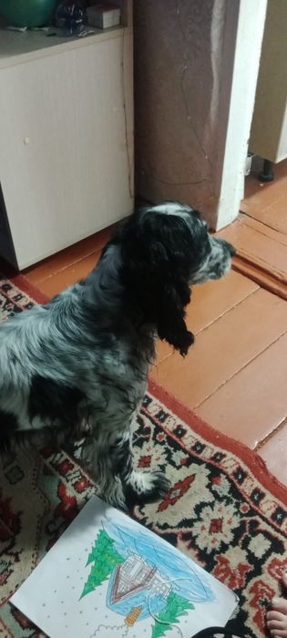 Пристраиваю собачку.