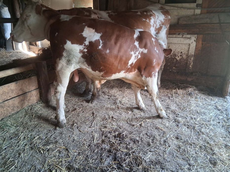 Vând vițel vârstă 7 luni