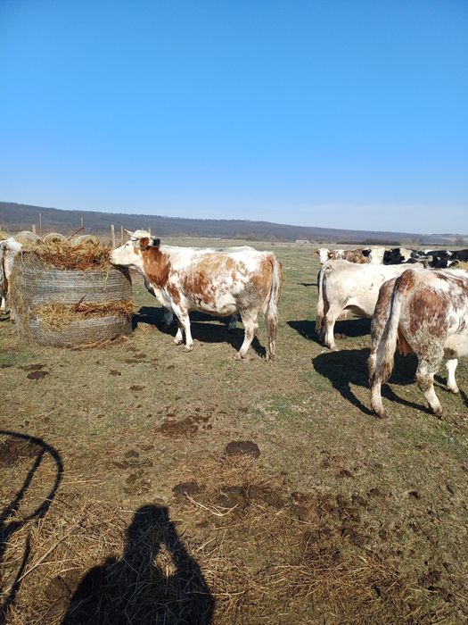 Vaci metis belgian gestante