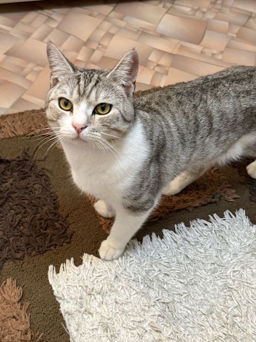 Отдам кота даром