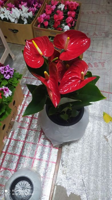 Tabiiy gullar табиий гуллар tuvaklar тувак гаршок  удабрения дорилар