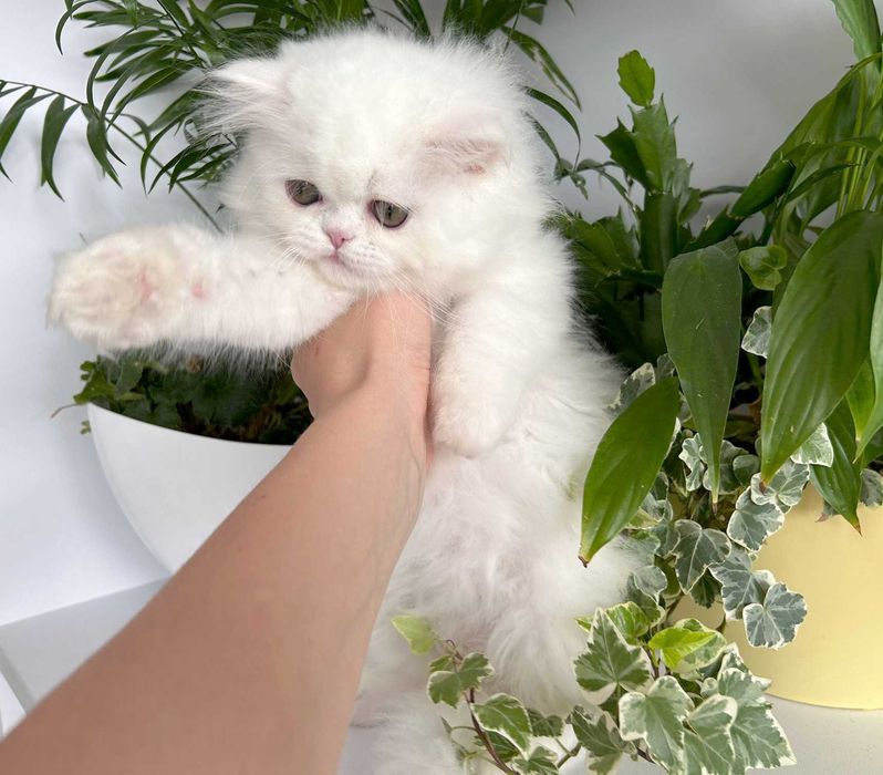 Pisicuță adorabilă Scottish Straight Longhair, cu Pedigree