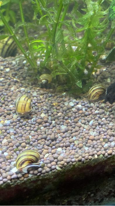 аквариумные улитки