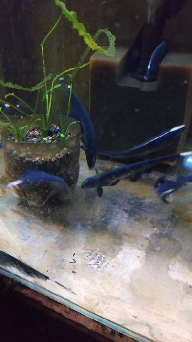 Продам Аквариумную рыбку