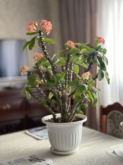 Продам цветы очень красивые