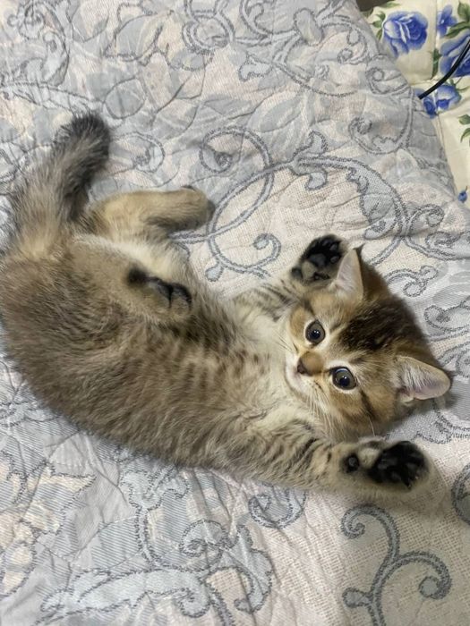 продаю котёнка скоттиш девачка