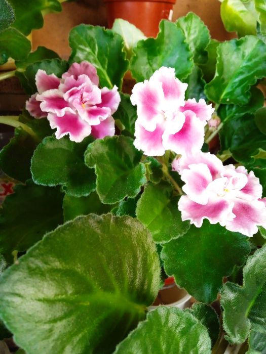 Фиалочки уют в доме