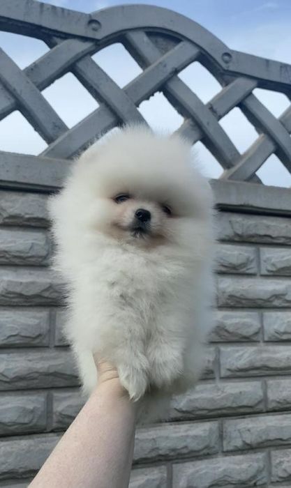 Pomeranian miniboo pedigree