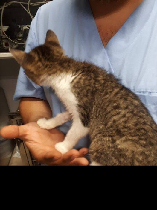 Търся изгубена котка (с парично възнаграждение по договаряне)