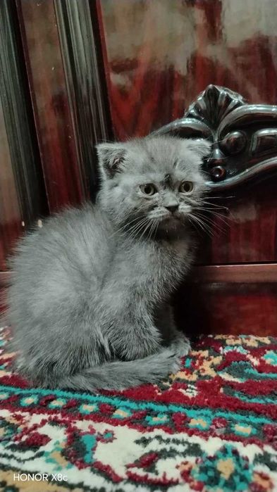 Продаётся Кошки. Мушук болалари сотилади