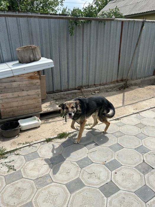 Собачка с домиком