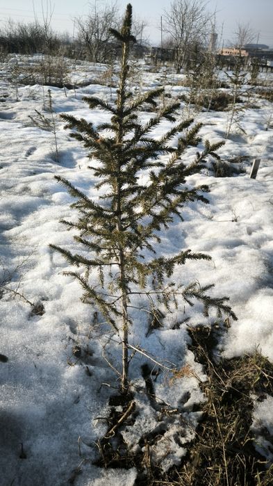 Продам ёлки 60-120 см