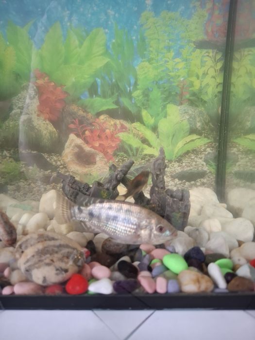 Продам рыбок Телапии