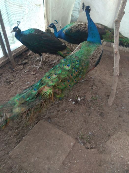 Спешно! Продавам тригодишни пауни два   мъжки и един женски      250 е