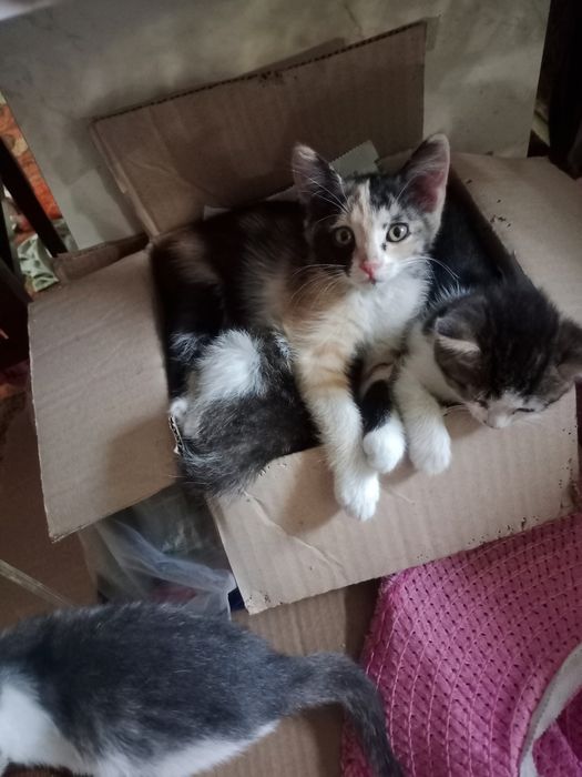 Отдам котят в хорошие руки
