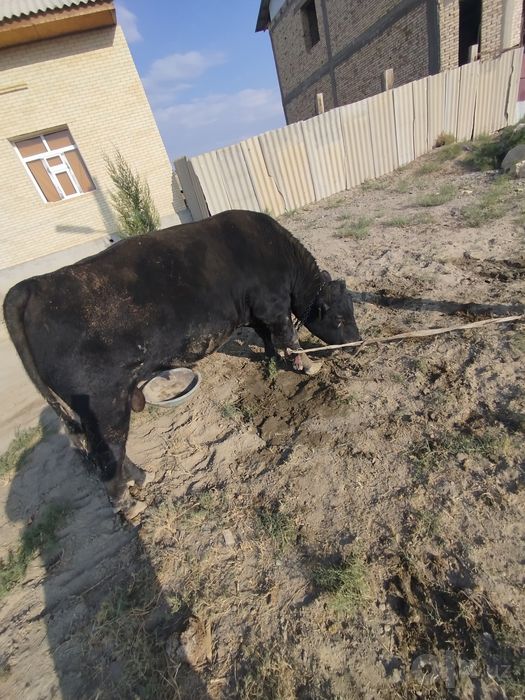 Ангус букамиз сотилади