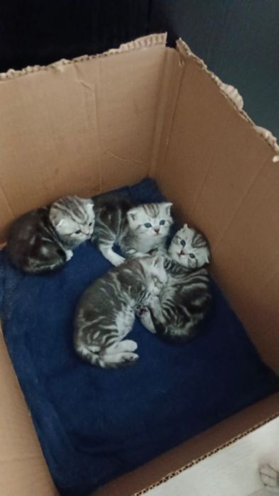 Мраморята Страйты и Фолды.