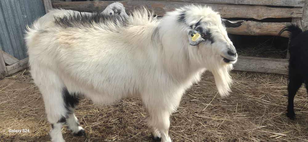 1 Теке,2 Ешки      .