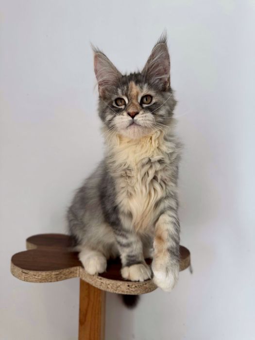 Maine coon cu pedigree felisa autorizata