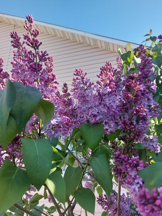 Сирень сирень сирень