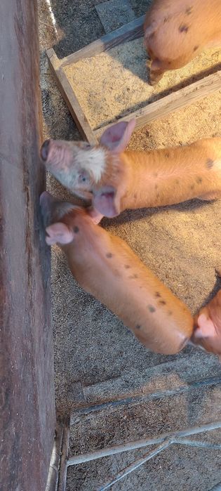 Прасета Дурок микс