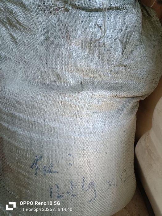 Продам семена лука