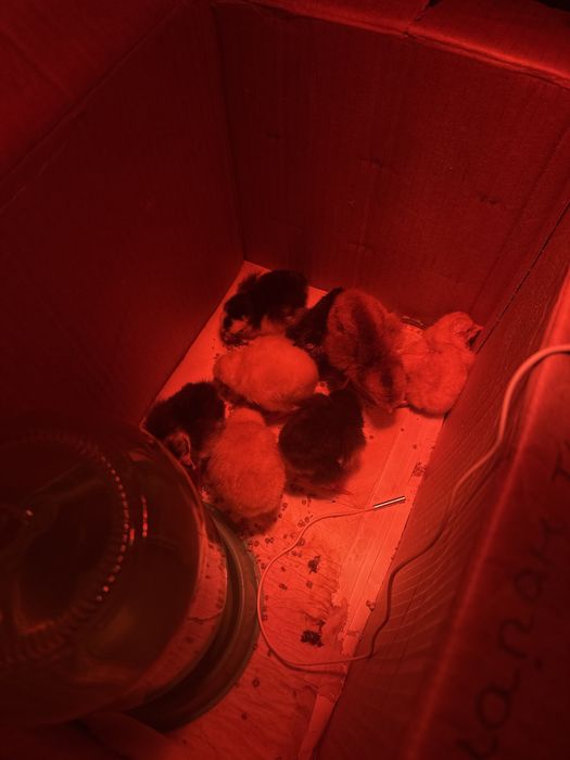 Цыплята куриц недельные