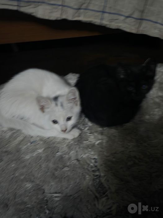 Котята, 2 месяца, бесплатно