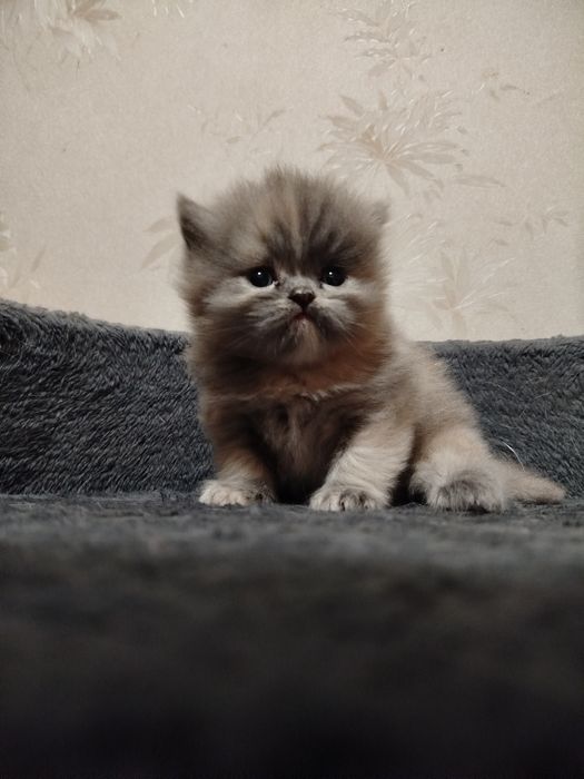 Шотландский Скотиш фолд