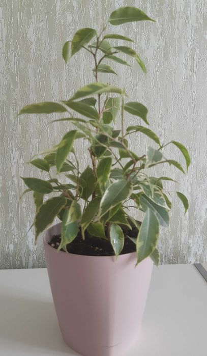 Фикус Бенджамина Кинки