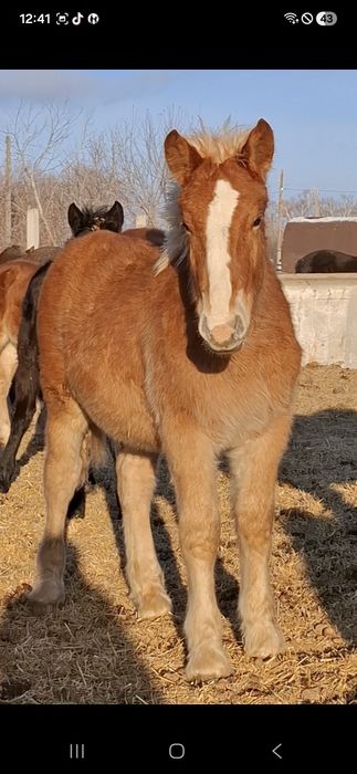 Лошади- жеребчики