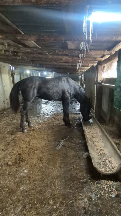 Айгыр Жкребецы ..