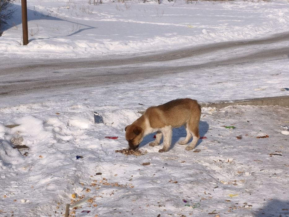Щенок девочка с голубыми глазами