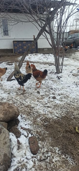 Қораздар сатылады