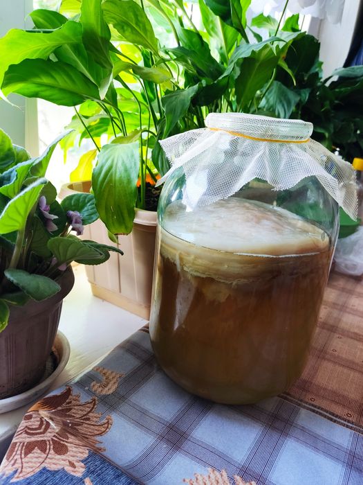 Чайный гриб для напитка