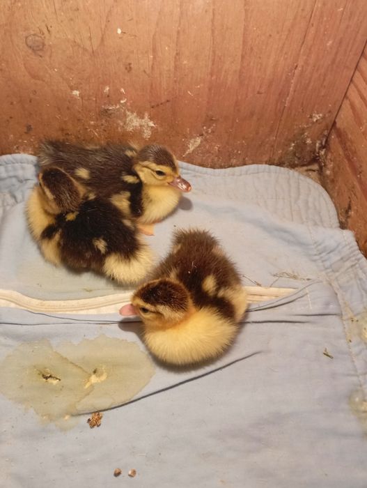 Продам индоутят.