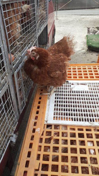 Vând gaini roși de oua