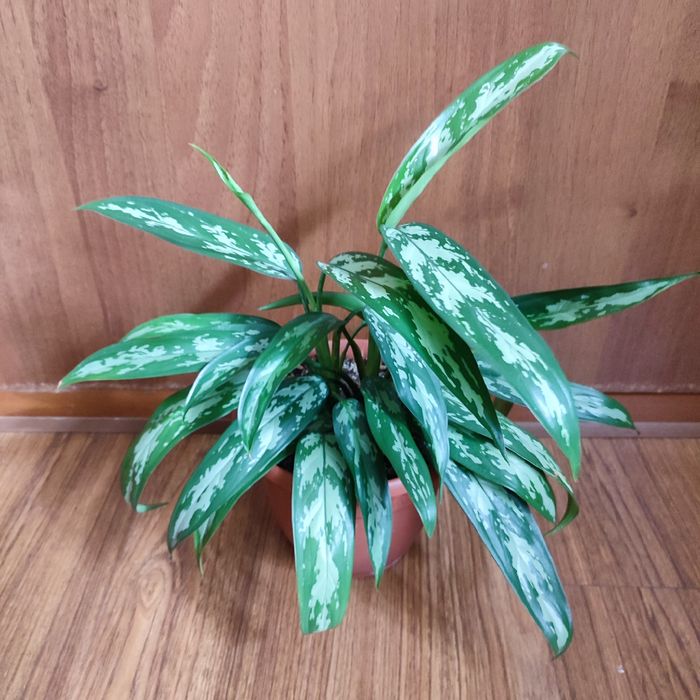 Аглаонемы ,растения комнатные