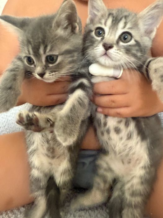 Продам породистых котят