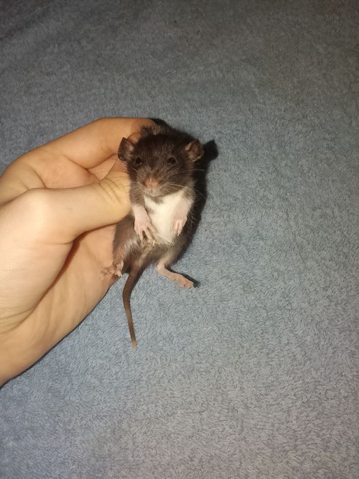 Крысята +- 1-1.5 месяца