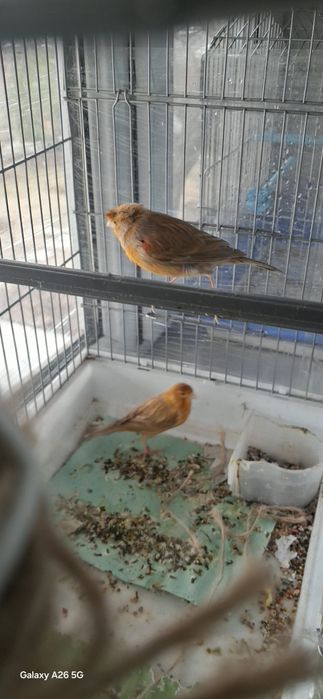 Изабела пара сатылады.