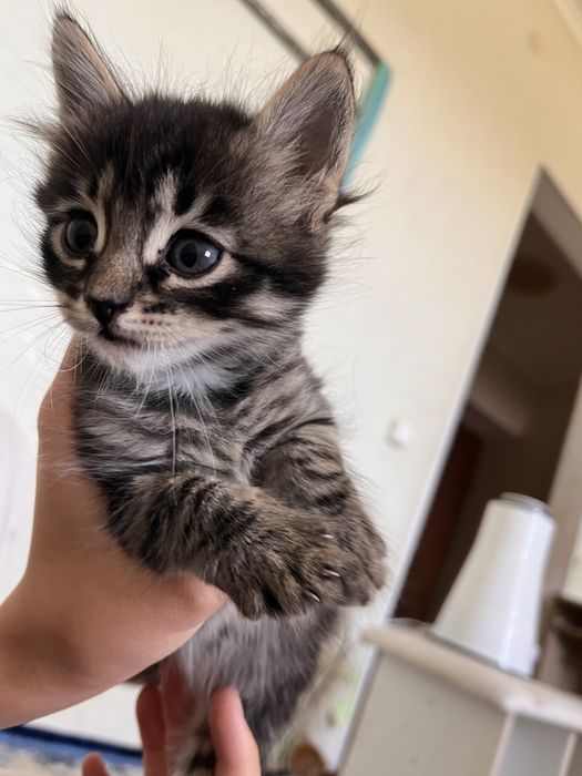 Отдам котята мальчики бесплатно