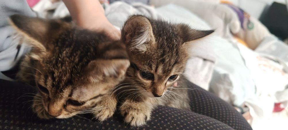 Котики в заботливые руки