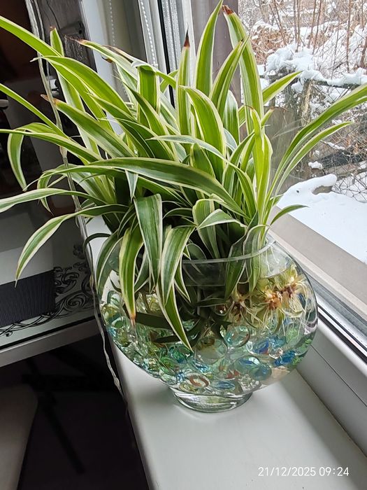 Комнатные цветы Хлорофитум