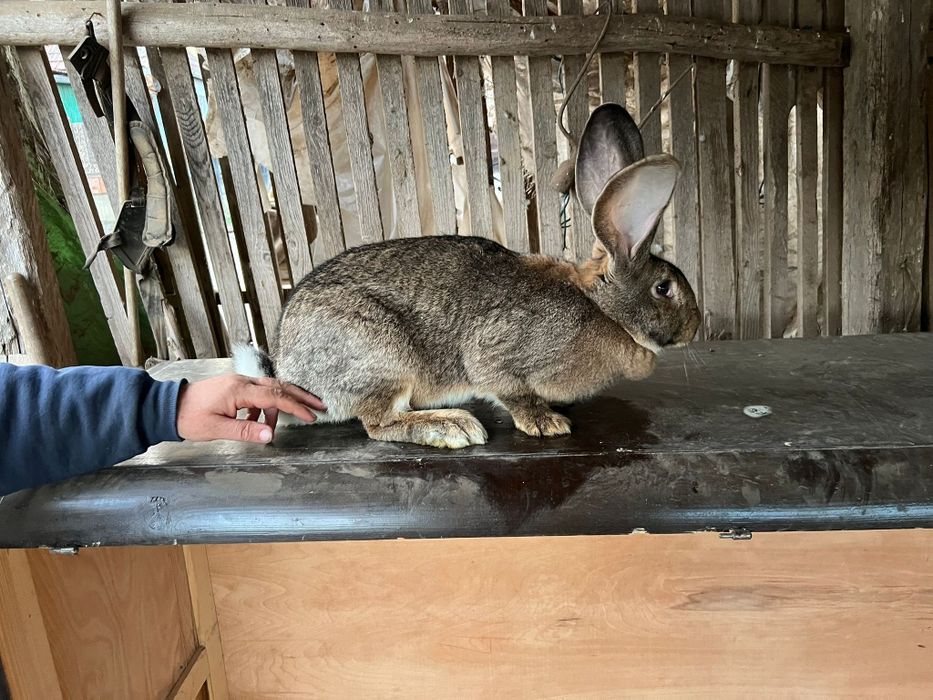 Vând 2 femele uriași germani