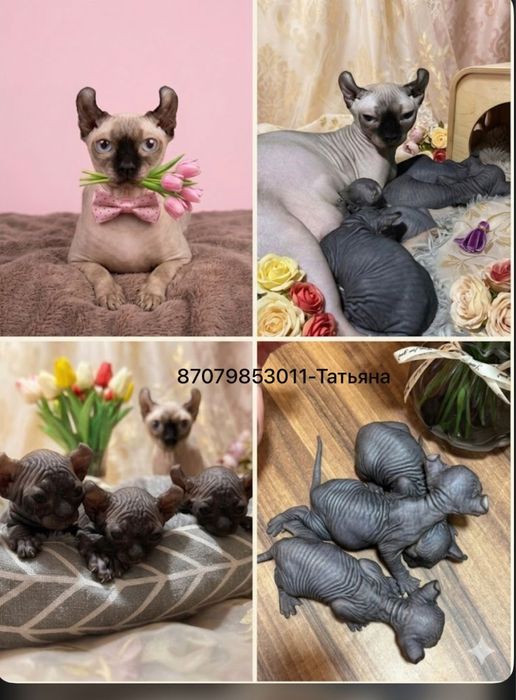 Канадский сфинкс эльф