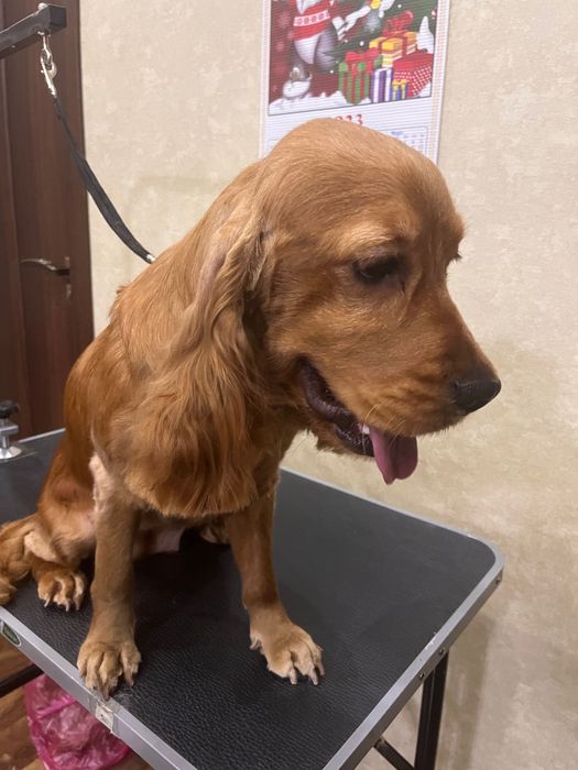 Груминг, стрижка собак и кошек