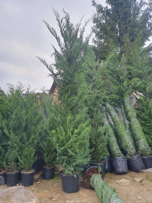 Leylandii pentru gard viu profesional – plante aclimatizate