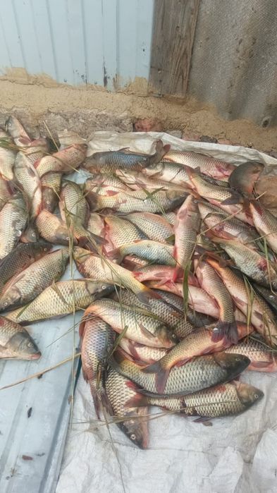 Сазан свежая Рыба  балық балғын