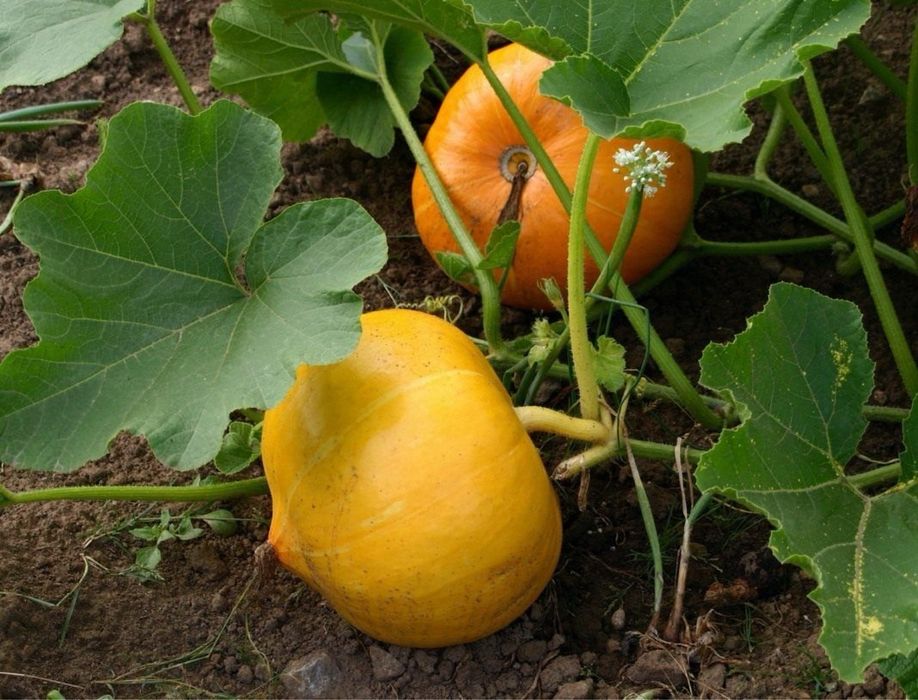 Продам дачную тыкву